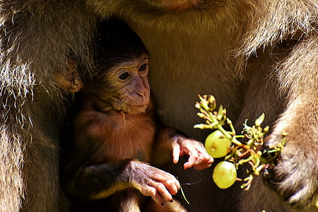 black monkey thumbnail