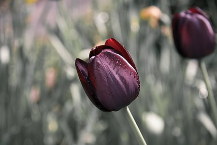 maroon tulip flower thumbnail