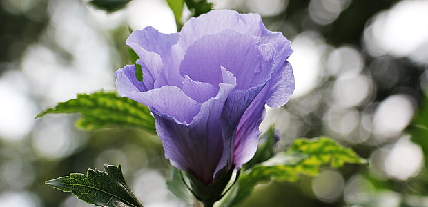 purple petaled flowers thumbnail