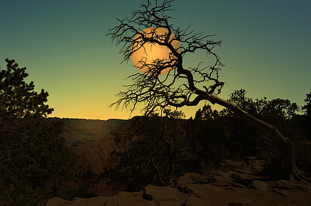full moon beside tree branch thumbnail