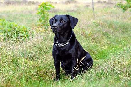 black Labrador Retriever sitting on green grass during daytime thumbnail