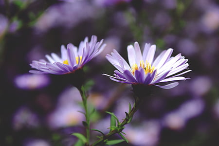 selective focus photography of purple petaled flowers in bloom thumbnail
