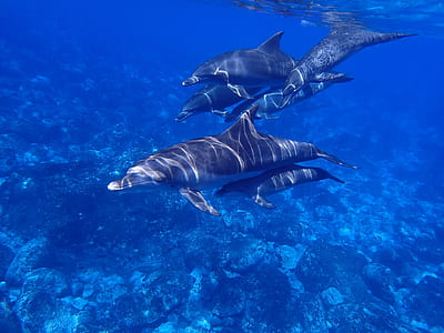 school of gray dolphin thumbnail