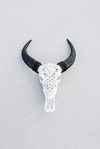 white and black animal skull decor thumbnail