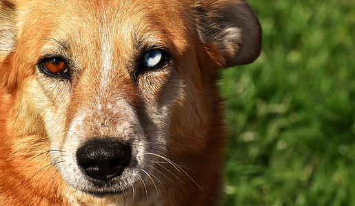 adult brown bi-eye Carolina dog thumbnail