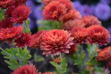macro shot photography of red flowers thumbnail
