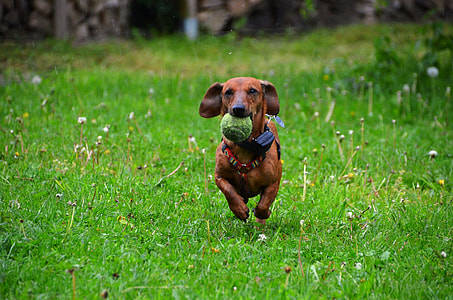 smooth red dachshund biting a ball running across the grass field thumbnail