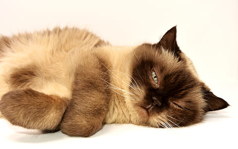 adult choco-point Siamese thumbnail