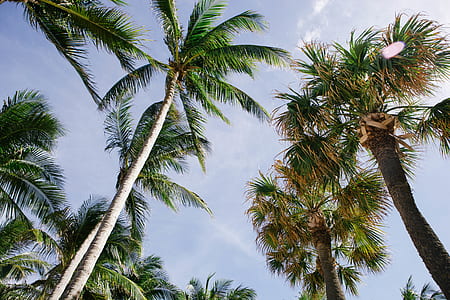 palm trees photography thumbnail