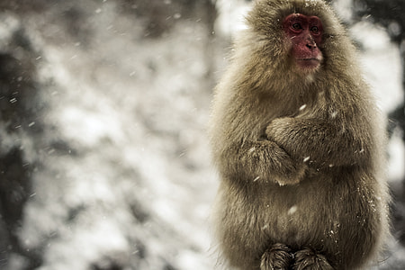 gray snow monkey at winter daytime thumbnail