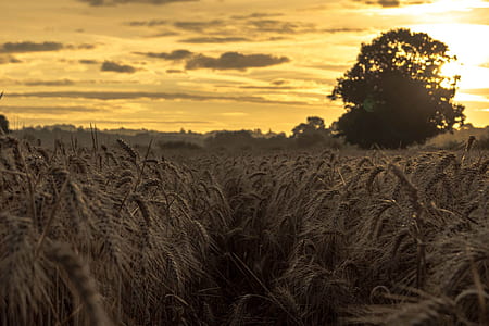 light, dawn, nature, sky thumbnail