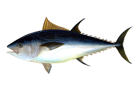 Atlantic Bluefin Tuna - Thunnus thynnus thumbnail
