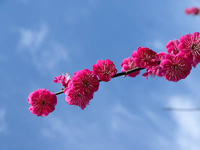 selective focus of pink petaled flower on cloudy sky thumbnail