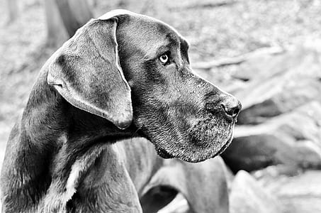 grayscale photo of great dane thumbnail
