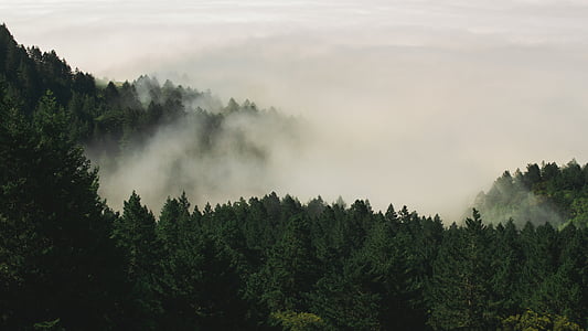 mountain covered by trees during daytime thumbnail