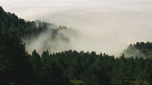 green forest thumbnail