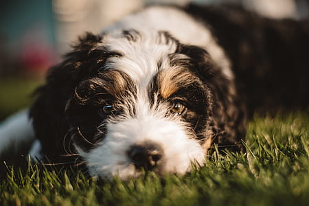 long-coated white and black puppy lying on green grass close-up photo thumbnail