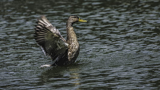 bird in body of water thumbnail
