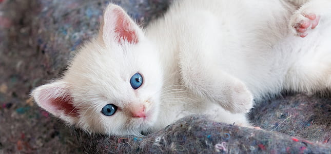 short-coated white kitten thumbnail