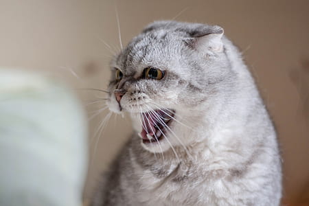 long-haired silver cat thumbnail