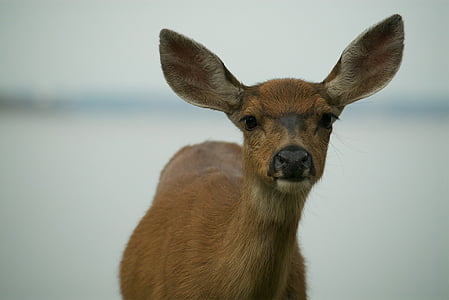 close-up photography of brown deer thumbnail