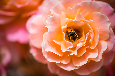 beige petaled flower with Honey Bee photography thumbnail
