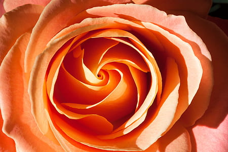 orange rose macro photo thumbnail