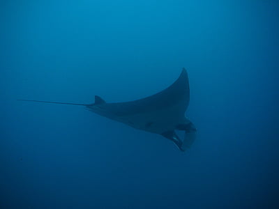 manta stingray in body of water thumbnail
