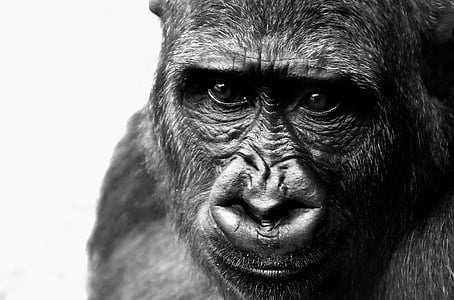 greyscale photo of monkey thumbnail