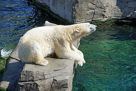 photo of polar bear lying down on rock near body of water thumbnail