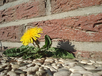 yellow dandelion flower near brick wall thumbnail