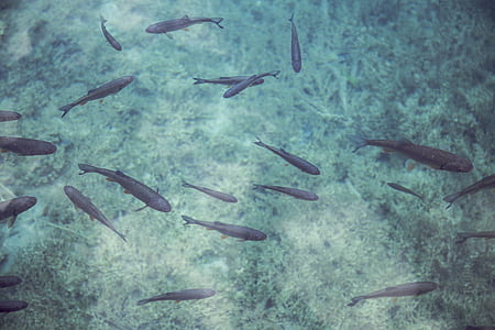 shoal of gray fish on body of water thumbnail