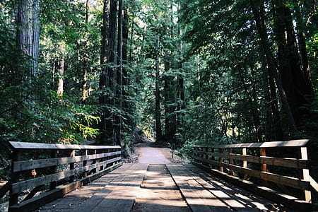 brown wooden bridge thumbnail