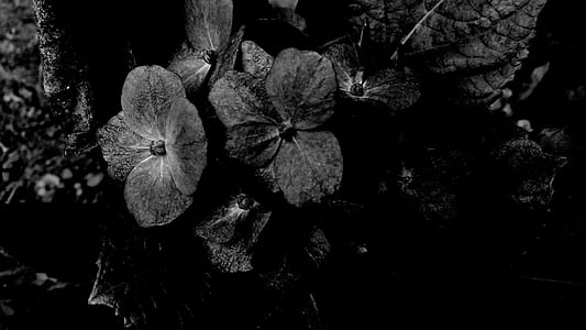 grayscale photography of flowers thumbnail