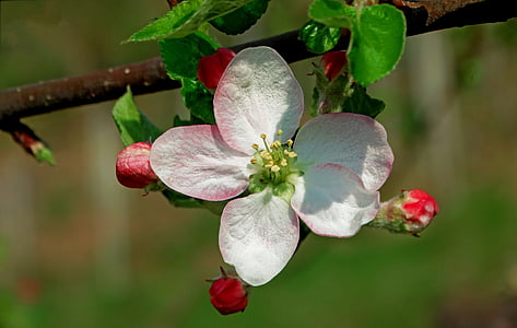 close-up photography of white 5-petaled flower thumbnail