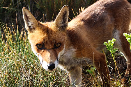 orange fox on grass field thumbnail