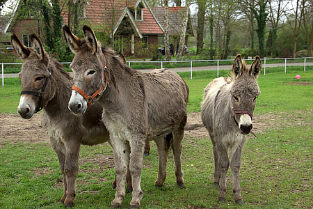 three brown foals standing on grasses outdoors thumbnail