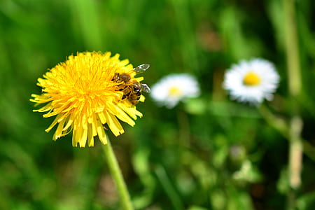 honeybee perching on yellow petaled flower thumbnail