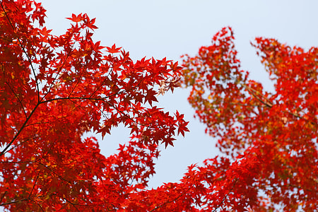 low angle photo of maple trees thumbnail