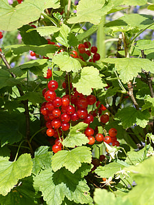 Red Currant, Currants thumbnail