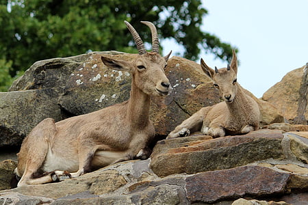 two goats on rock thumbnail