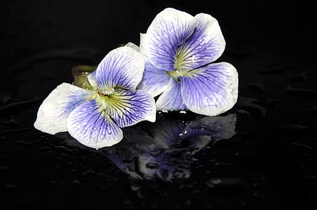 white-and-purple violet flowers on black surface thumbnail