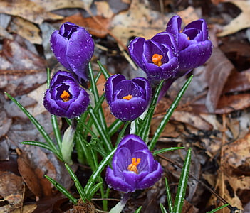 purple petaled flowers thumbnail