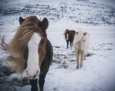 three brown and white horse on snow thumbnail