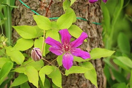 pink flower thumbnail