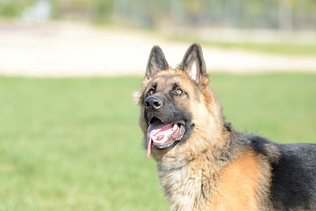 adult black and tan German shepherd thumbnail