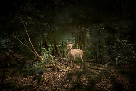 deer in the middle of the forest during daytime thumbnail