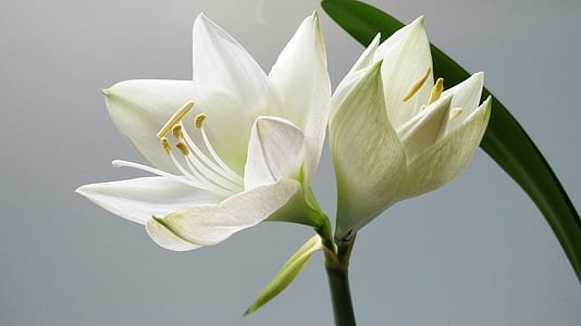 white petaled flowers thumbnail