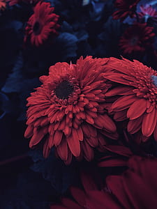 red chrysanthemums closeup photography thumbnail