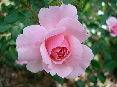 pink rose flower thumbnail